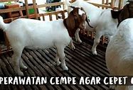 Ternak Kambing Boer Kediri